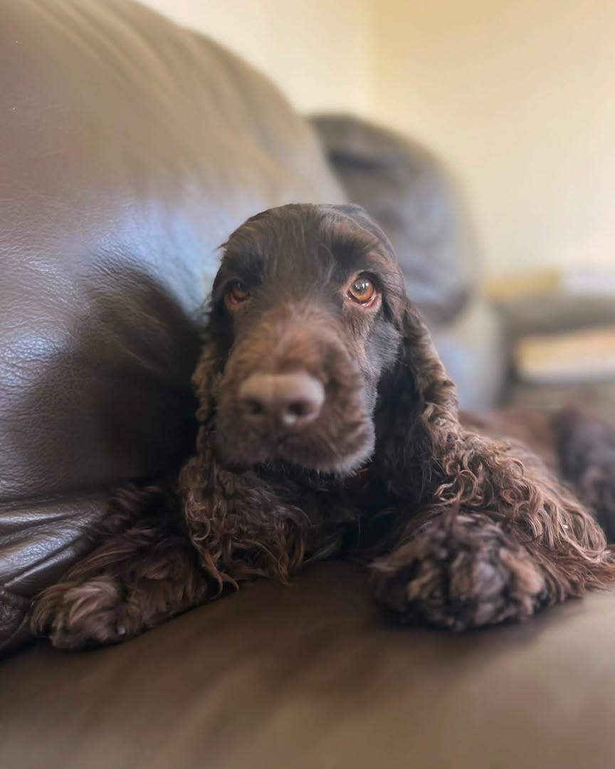 Cocker Spaniel resting outdoors