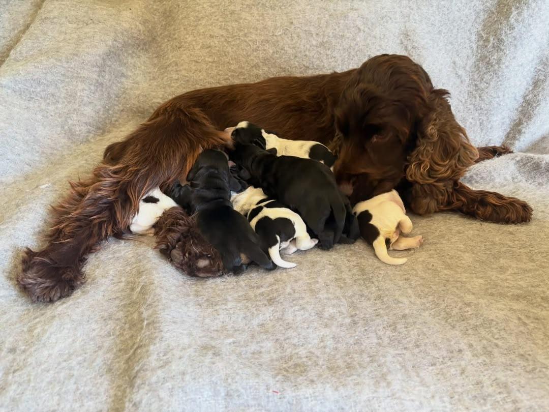 A beautiful Cocker Spaniel